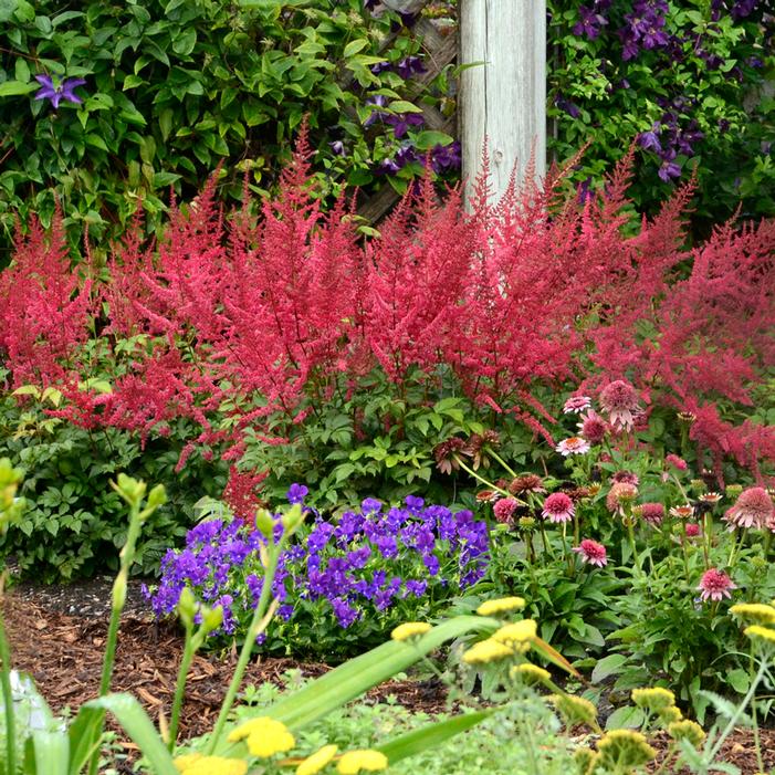 Vision In Red Astilbe (Astilbe chinensis 'Visions in Red') - 1 gallon