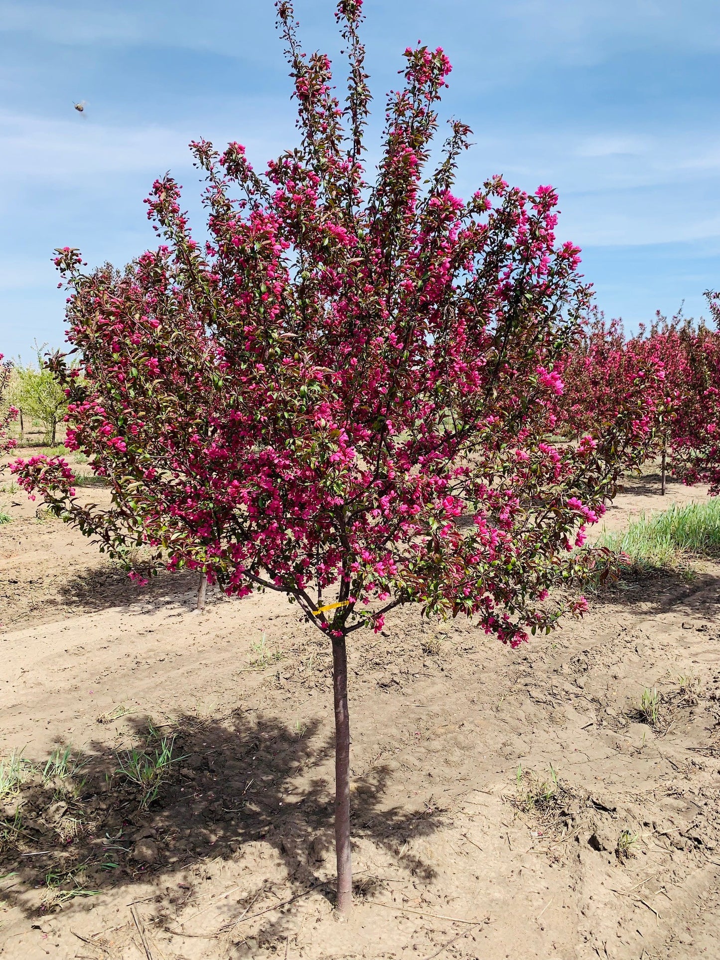 PRAIRIFIRE CRABAPPLE TREE 5gal