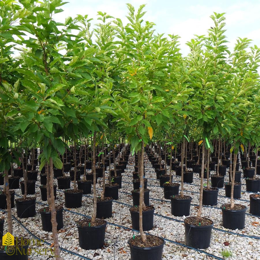 BING CHERRY TREE 7gal