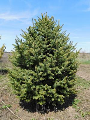 GREEN COLORADO SPRUCE 4-5ft