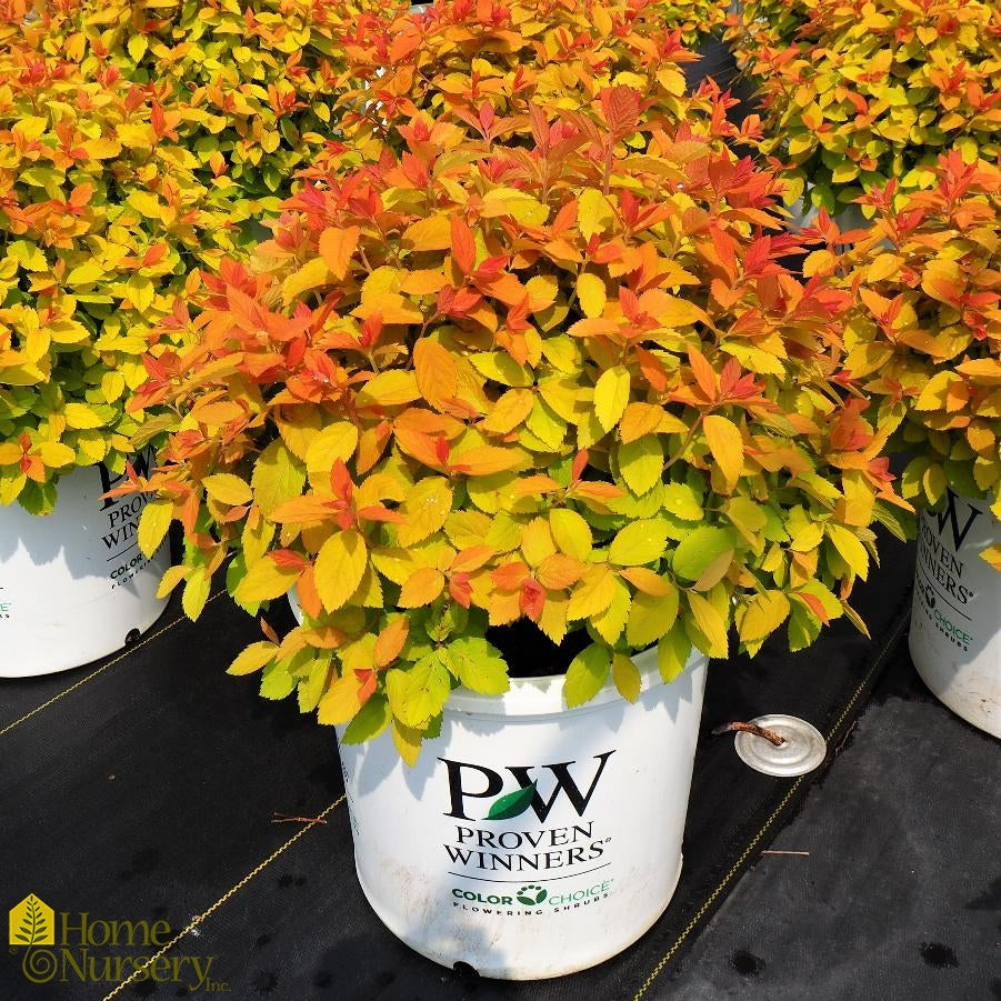 Double Play Big Bang® Spirea (Spiraea japonica 'Tracy') - 3 gallon 15"