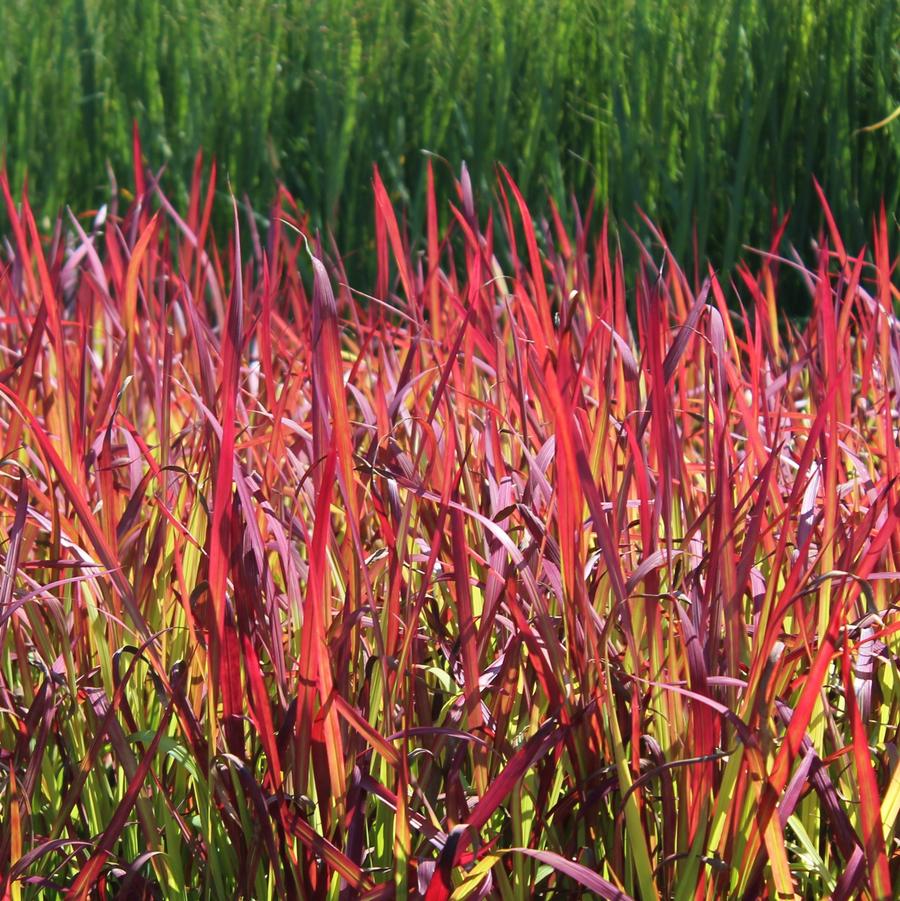 Japanese Blood Grass (GRASS - IMP. RED BARON) - 1 gallon