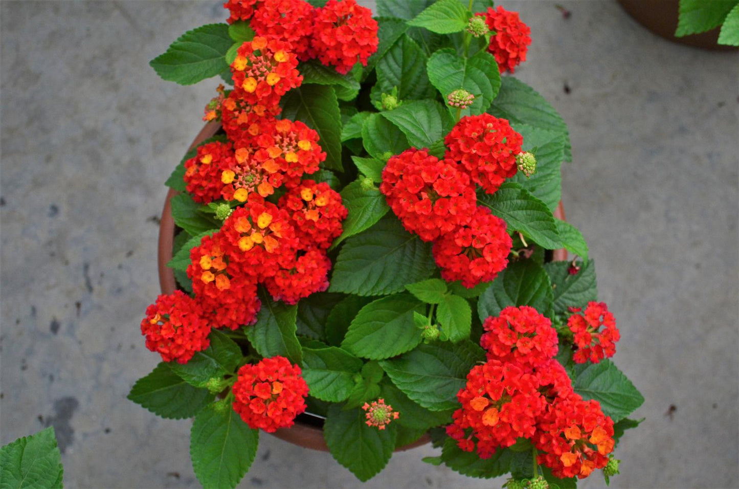 HOT BLOODED LANTANA 1gal