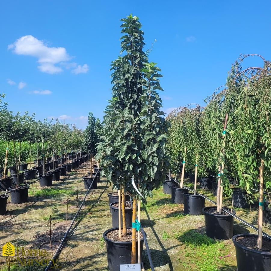 IVORY SPEAR CRABAPPLE TREE 15gal