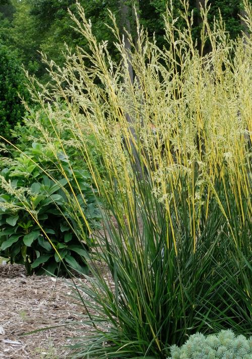 GLOW STICKS TALL FESCUE GRASS 1gal