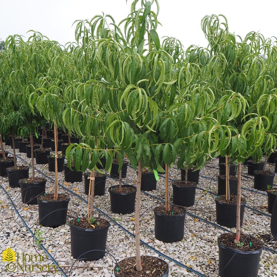 ELBERTA PEACH SEMI DWARF 5gal