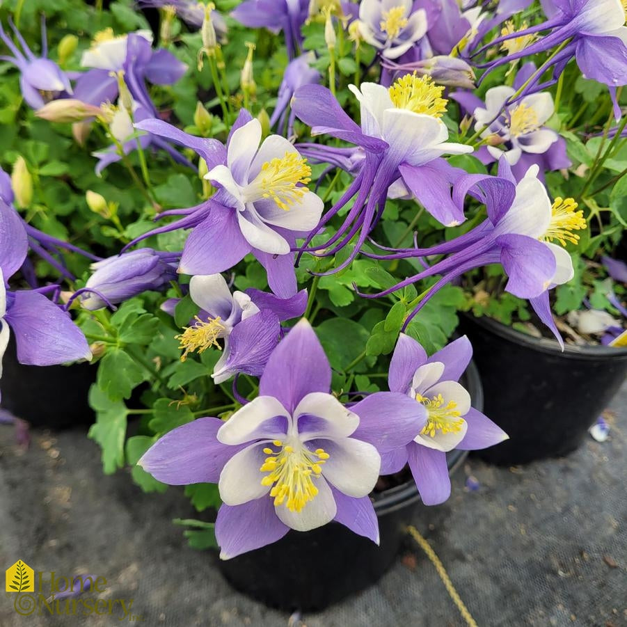COLUMBINE AQUILEGIA 1gal