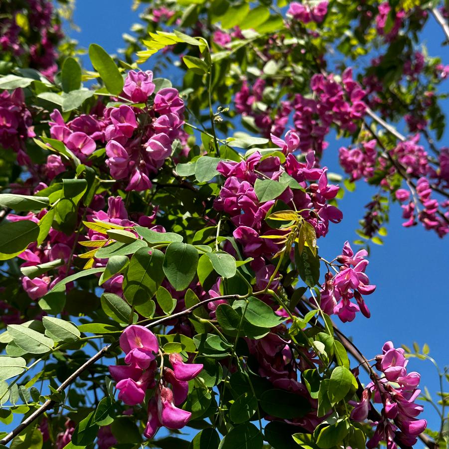 PURPLE ROBE LOCUST5 TREE 15gal