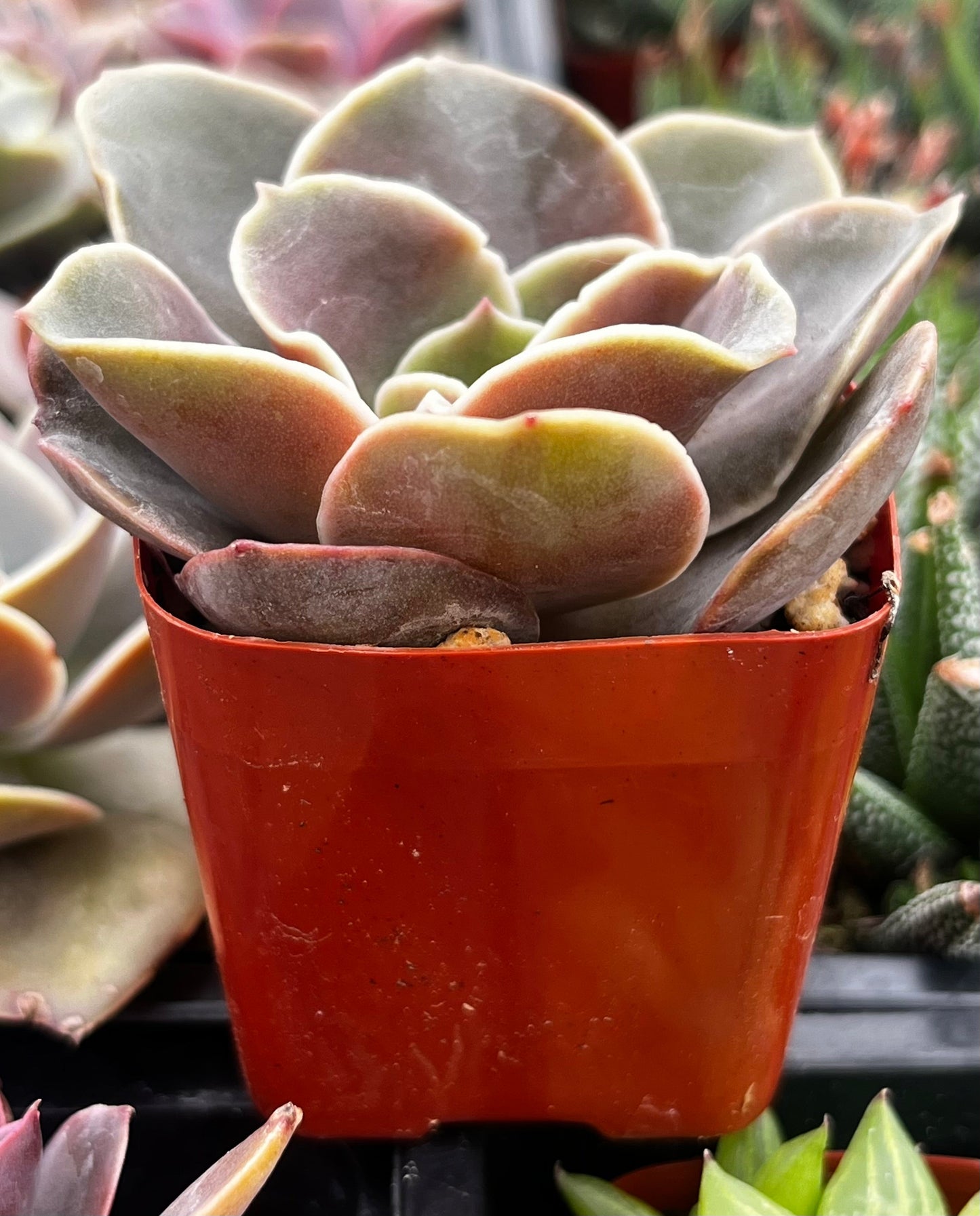 Fireglow Echeveria