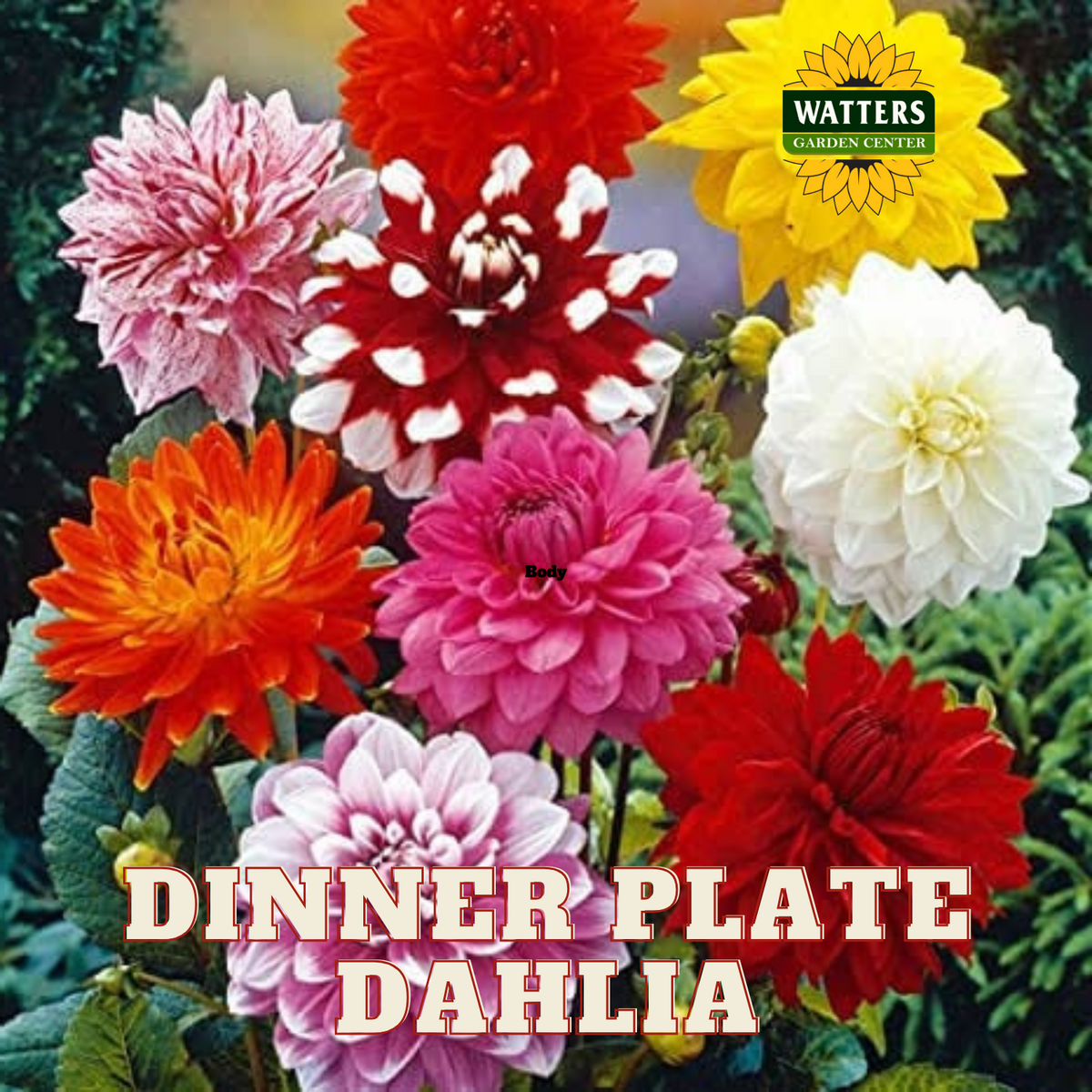 DINNER PLATE DAHLIA 2gal