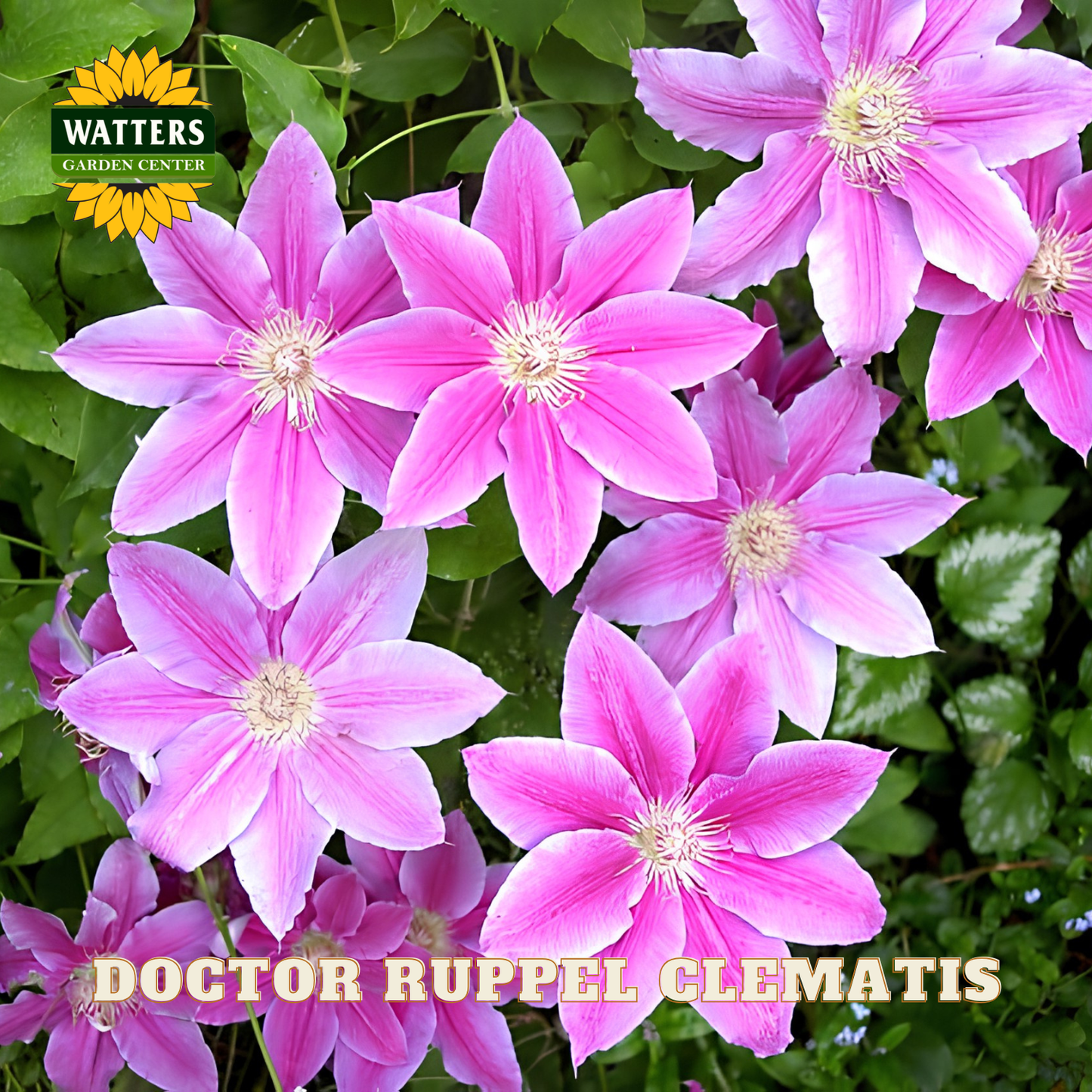DOCTOR RUPPEL CLEMATIS 2gal