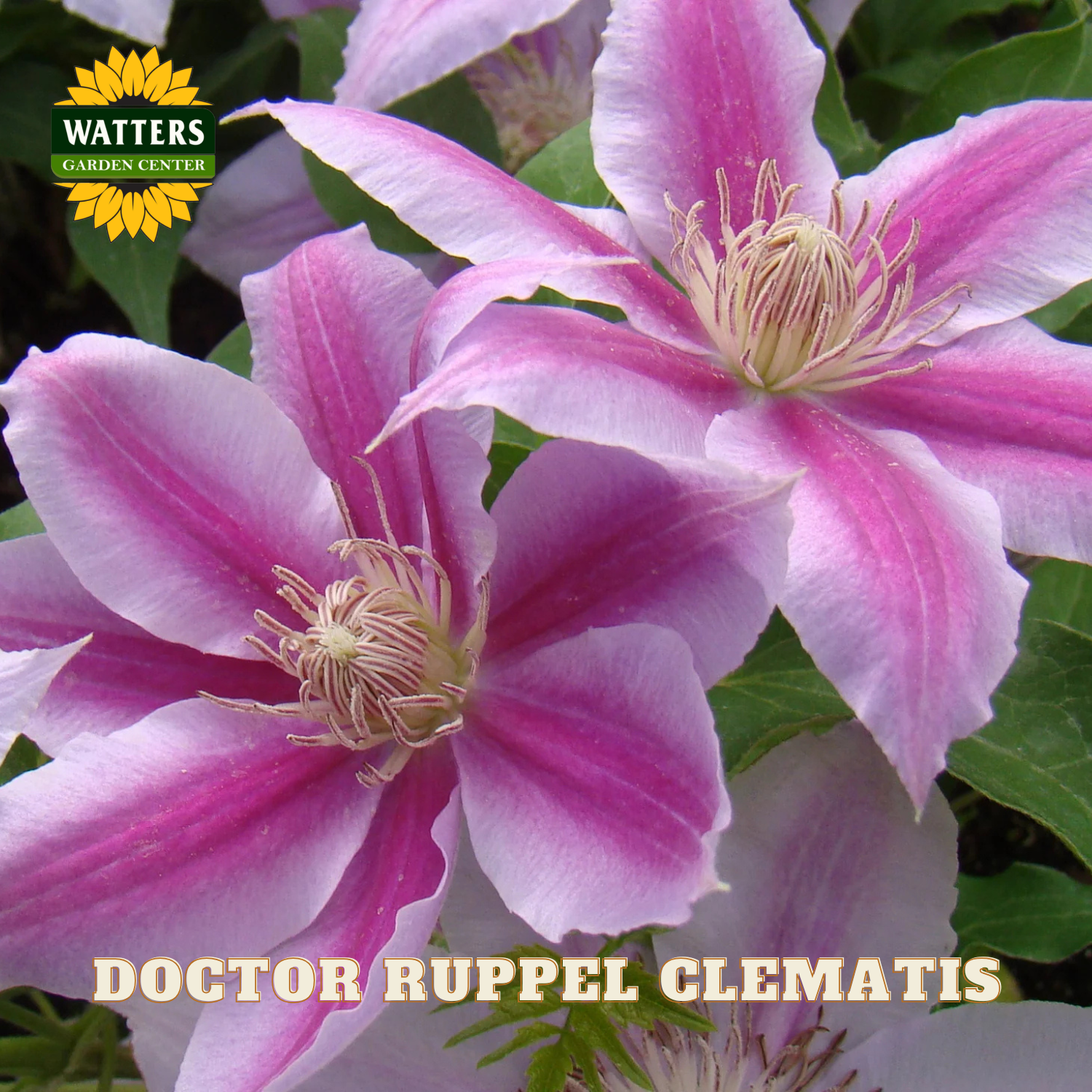 Pink and white flowers with 'Watters Garden Center' logo and 'Doctor Ruppel Clematis' text.