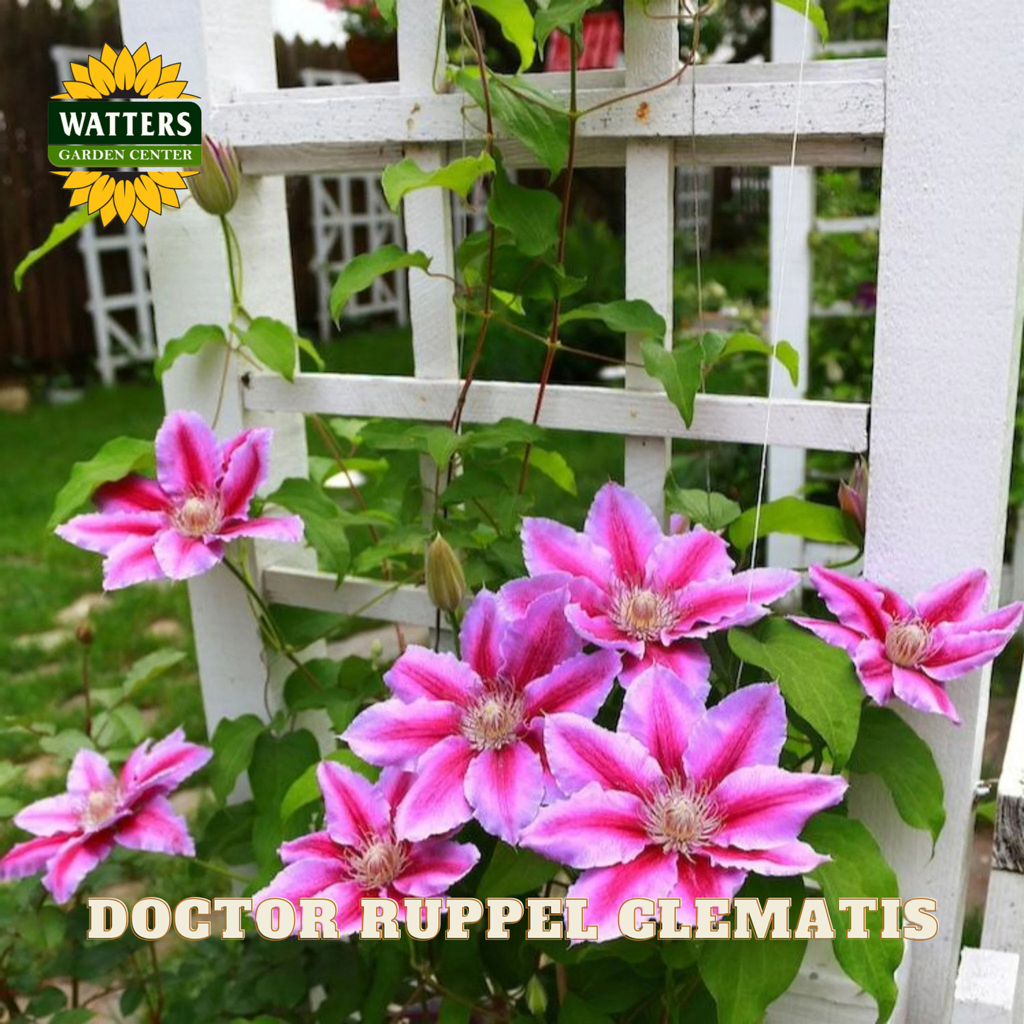 Pink clematis flowers with a white trellis in the background, featuring Watters Garden Center branding.