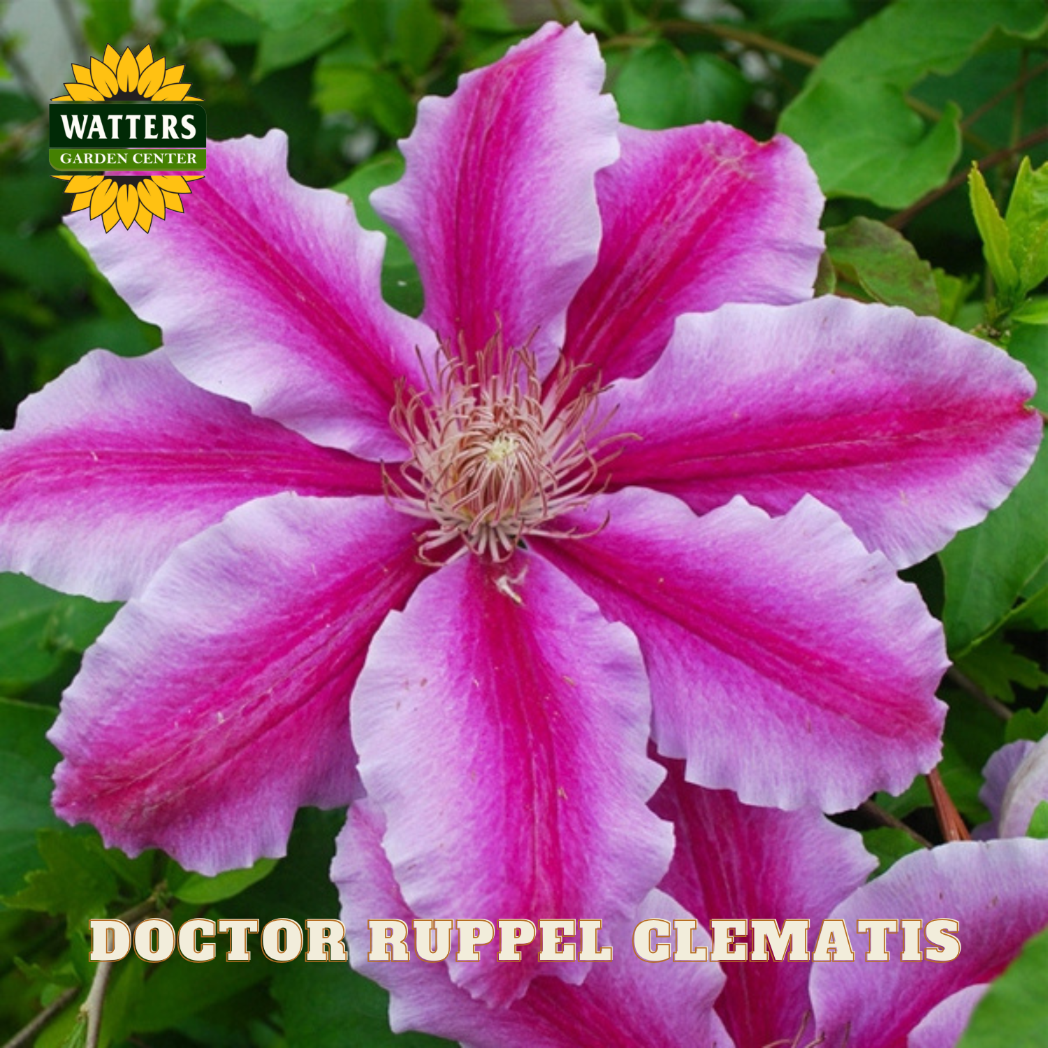 Pink clematis flower with green leaves and Watters Garden Center branding.