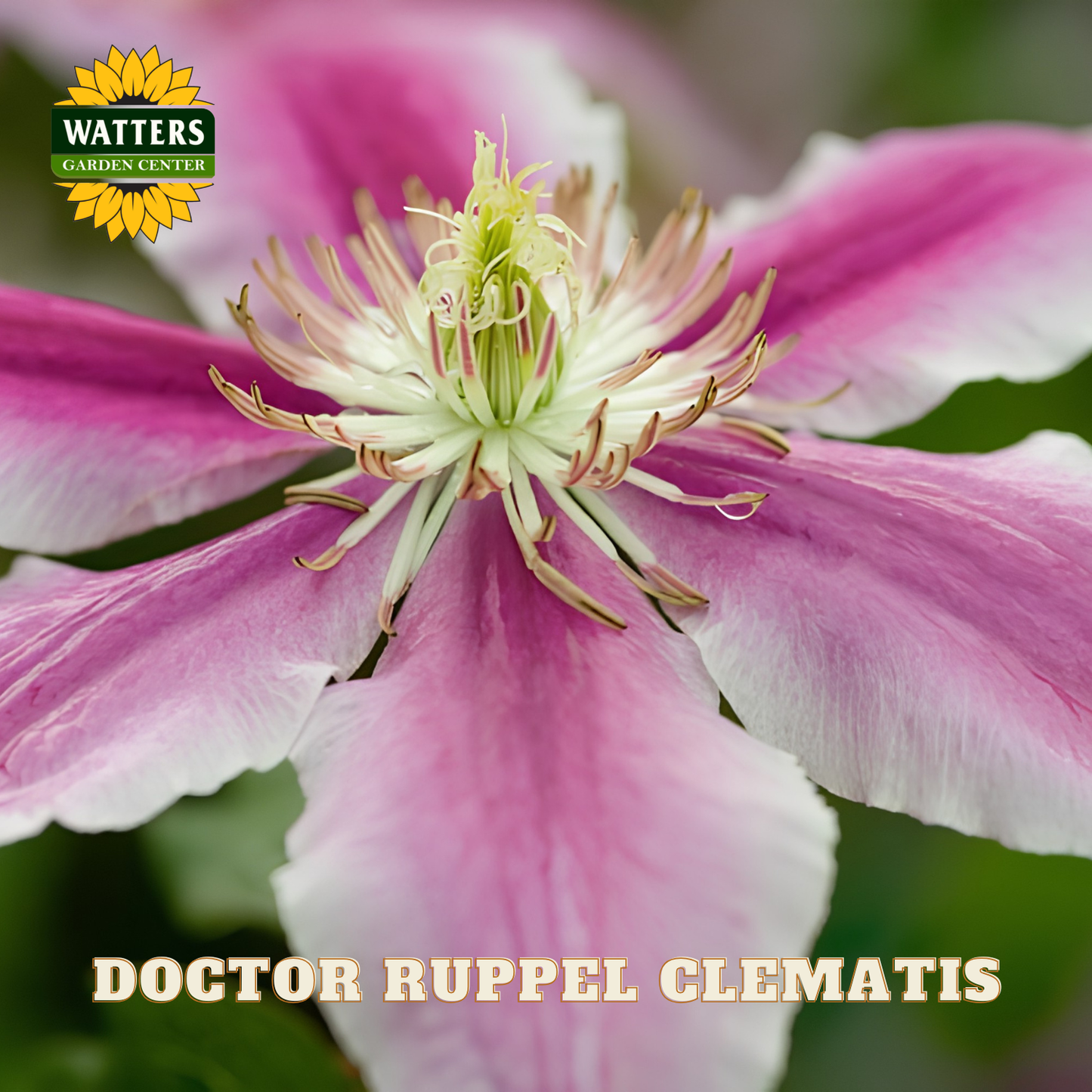 Close-up of a pink and white clematis flower with 'Watters Garden Center' logo.