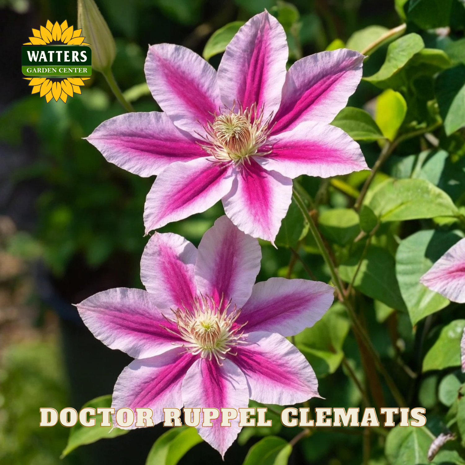 Two pink and white flowers with green leaves, branded 'Watters Garden Center'.