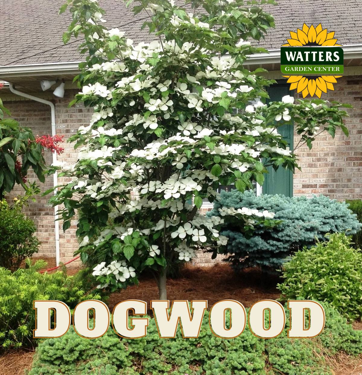 VENUS DOGWOOD 20gal