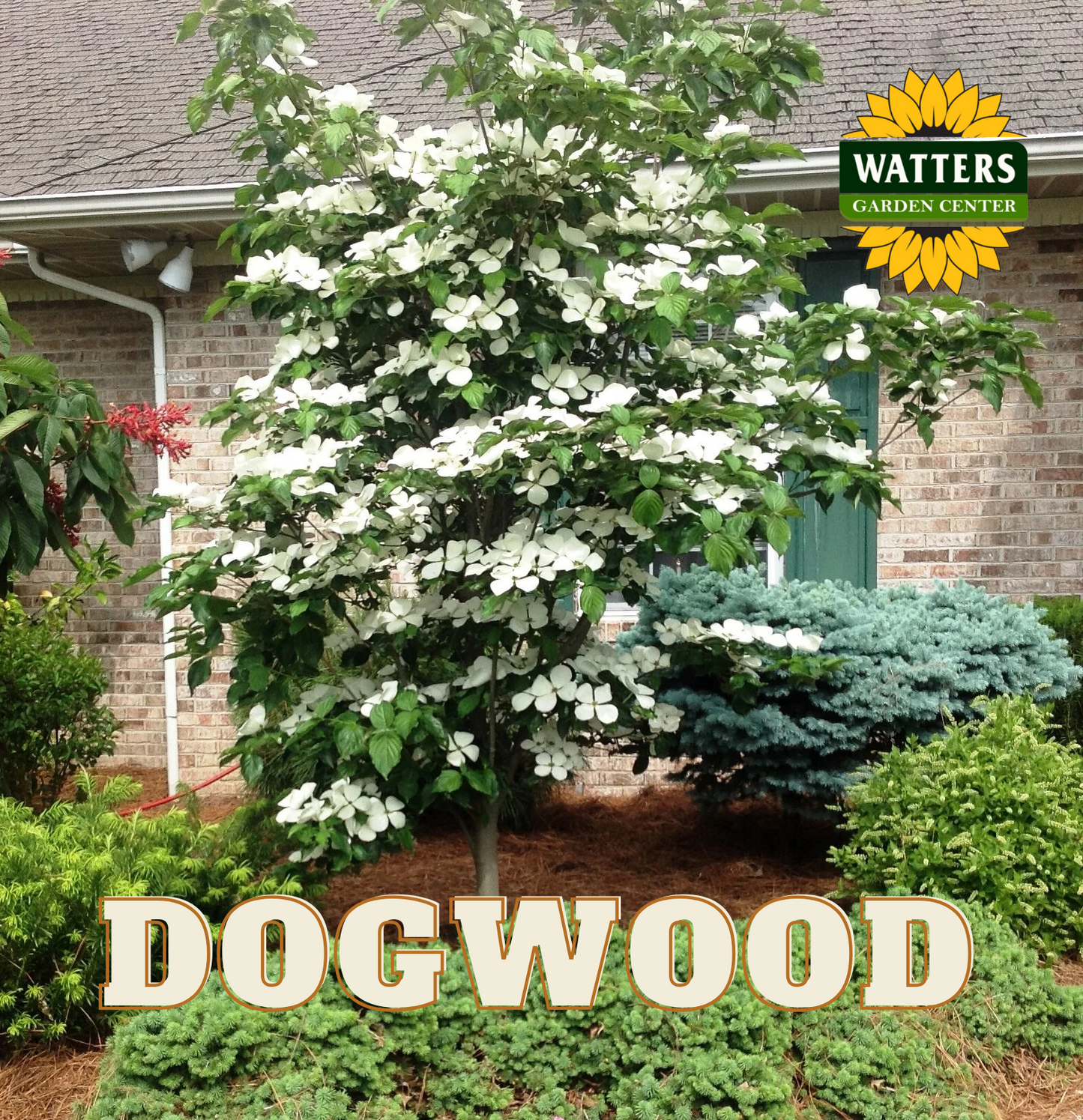 VENUS DOGWOOD 5gal