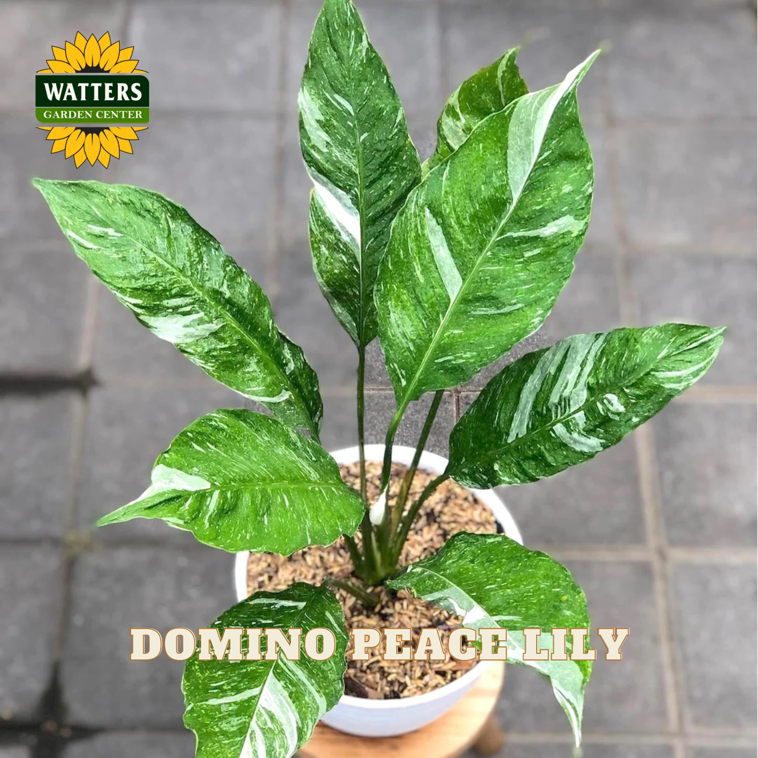 A potted peace lily plant with glossy green leaves featuring white variegation, labeled 'WATTERS GARDEN CENTER' and 'DOMINO PEACE LILY'.
