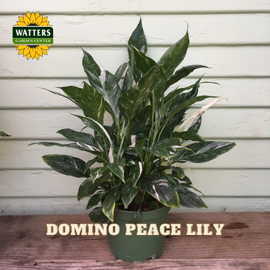 A potted Domino Peace Lily plant with variegated green, white, and yellow leaves, sitting on a wooden surface against a light green paneled wall. The Watters Garden Centers logo is in the top-left corner, and 'DOMINO PEACE LILY' is written in beige text at the bottom.