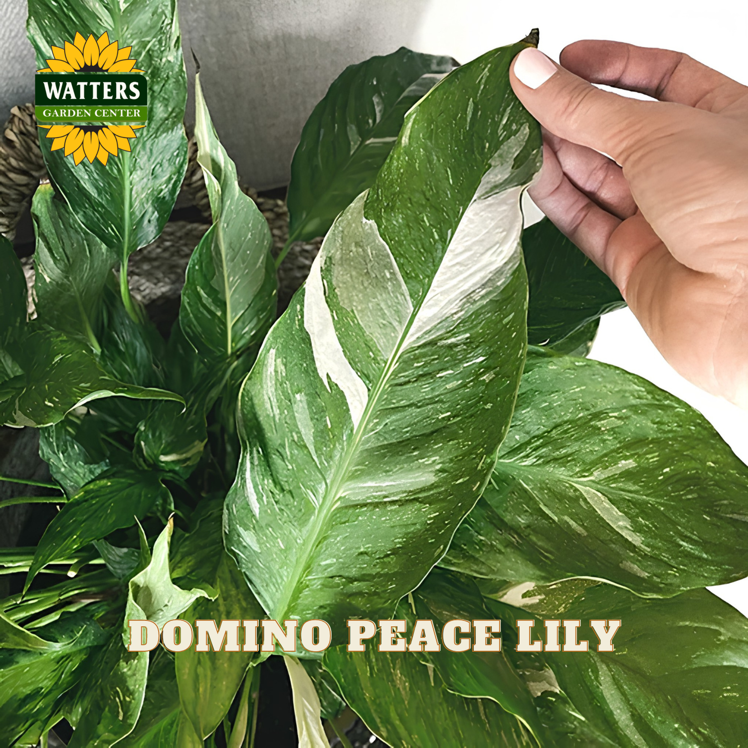 A close-up of a green peace lily plant with variegated white stripes on the leaves, held by a hand. The Watters Garden Center logo is in the top-left corner, and 'DOMINO PEACE LILY' is written at the bottom.