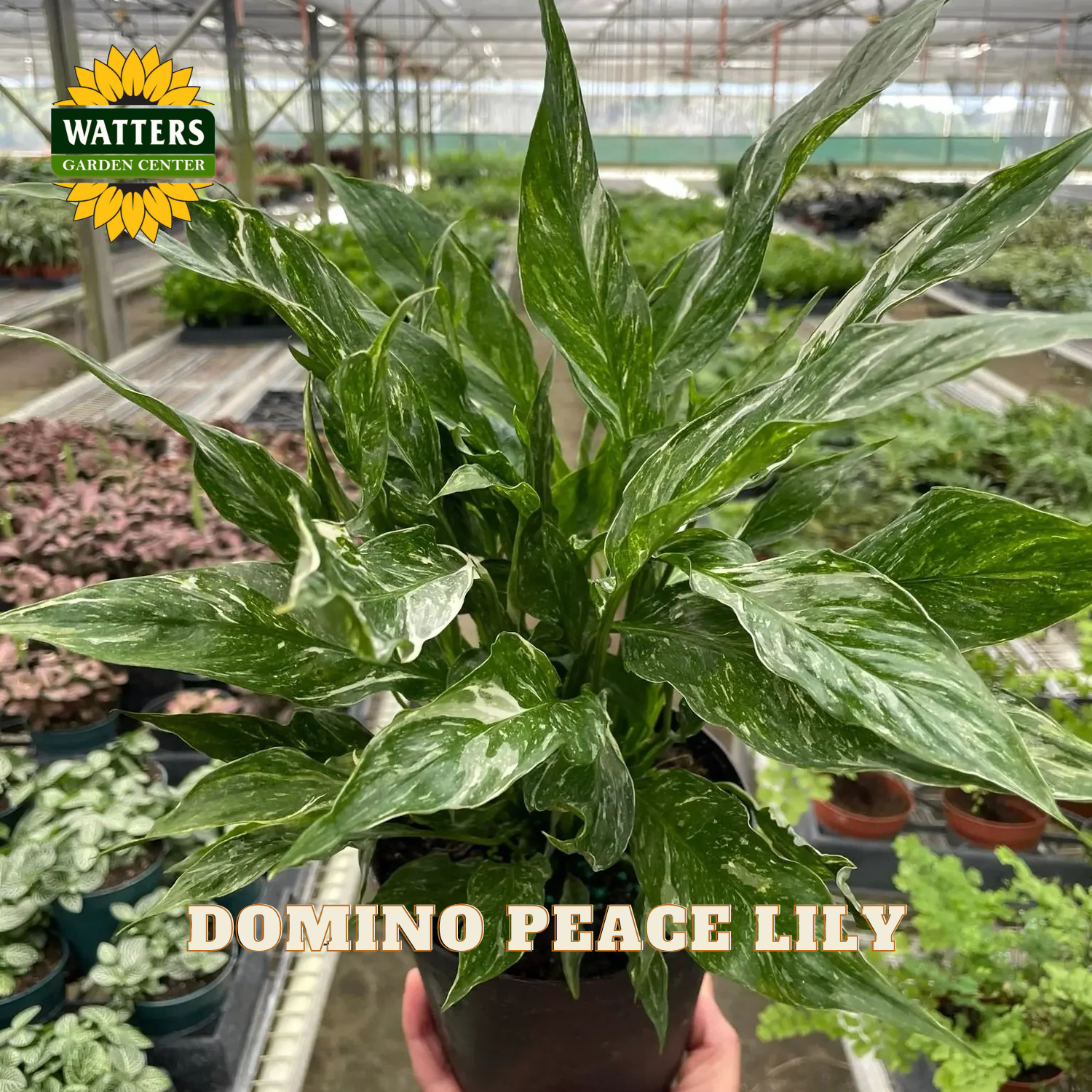 A potted variegated green and white Lily of the Valley (Allocladus serratus) plant, commonly known as a Domino Peace Lily, held by a hand inside a greenhouse. The Watters Garden Centre logo is visible in the top left, and 'DOMINO PEACE LILY' is written in text at the bottom.