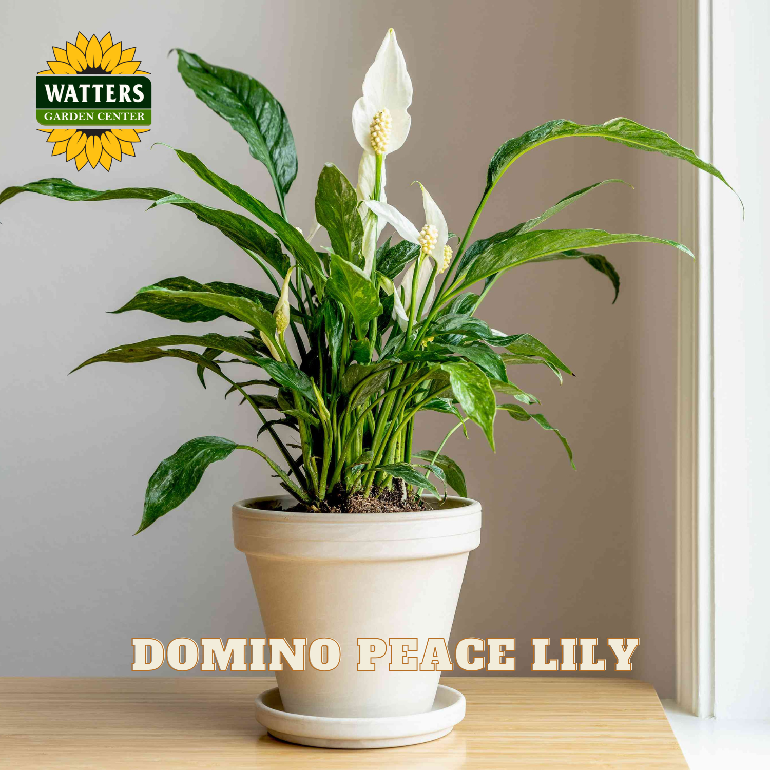 A potted peace lily plant with green leaves and white flowers sits on a wooden table against a neutral wall. The Watters Gardening Centre logo is in the top-left corner, and the text 'DOMINO PEACE LILY' is at the bottom.