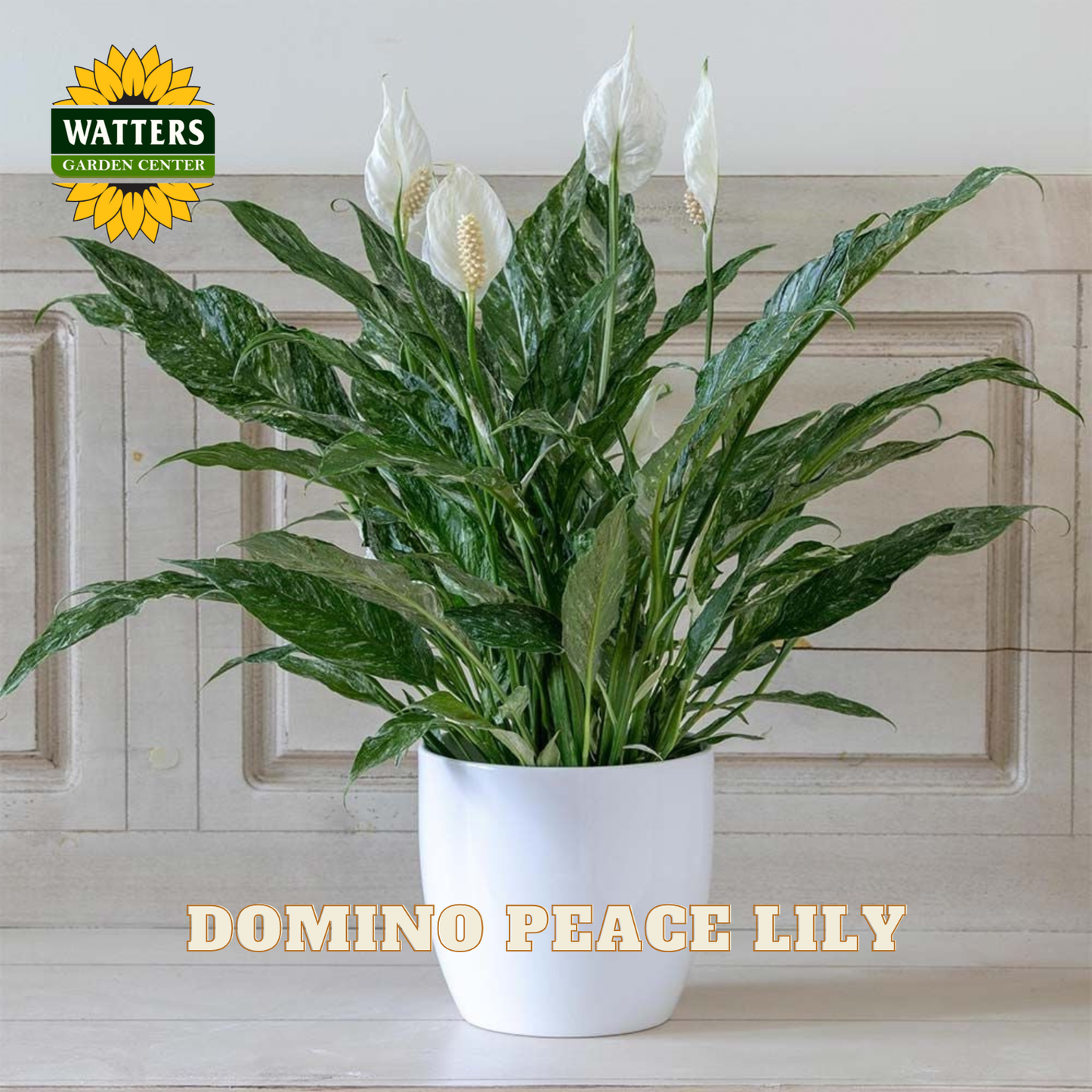 A potted Domino Peace Lily plant with variegated green and white leaves and white flowers, shown in a white ceramic pot against a light wood paneled background. The Watters Garden Center logo is in the top-left corner, and 'DOMINO PEACE LILY' is written at the bottom.