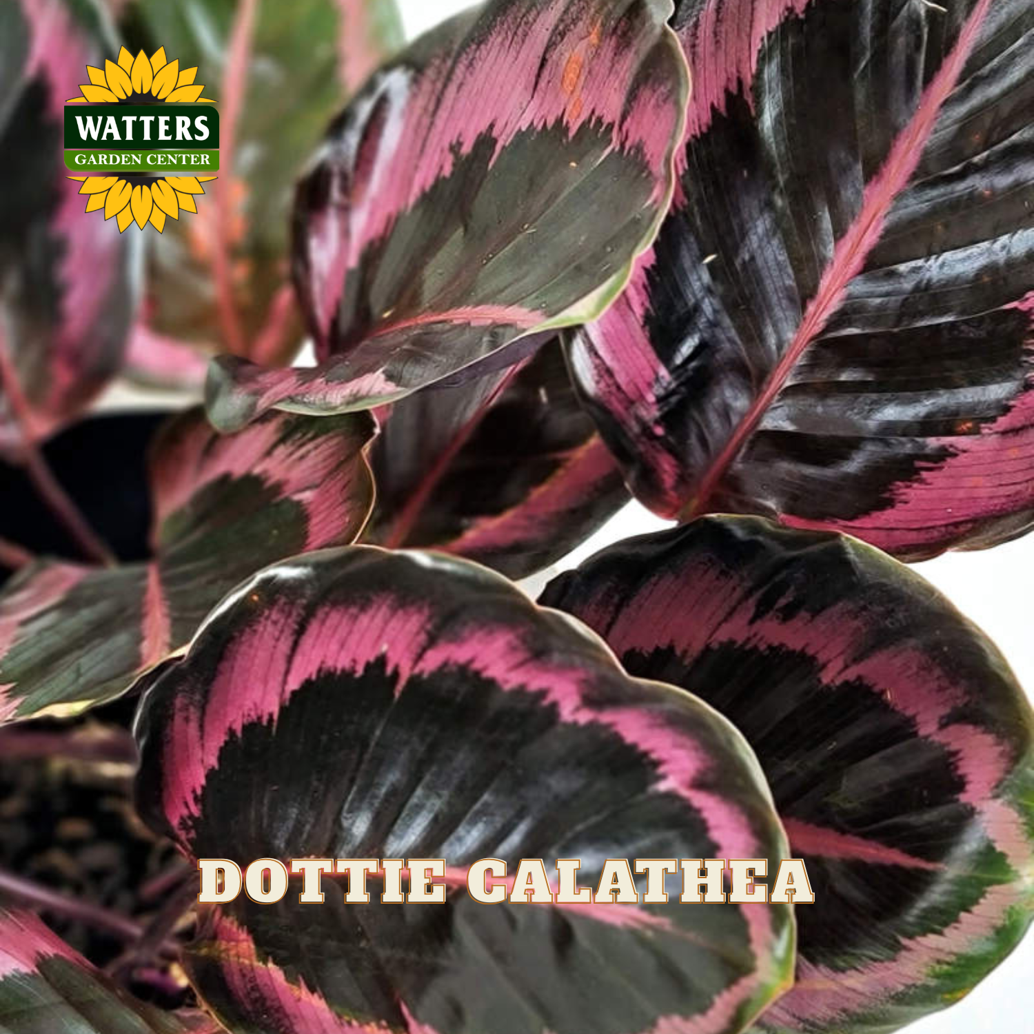 Close-up of a Dottie Calathea plant with large dark green and pink variegated leaves, featuring a Watters Garden Center logo in the top left and 'DOTTIE CALATHEA' text at the bottom.