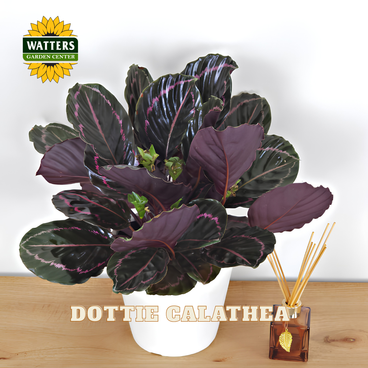 A potted Dottie Calathea plant with dark purple and black leaves featuring pinkish-purple veining, shown in a white pot on a wooden surface next to a reed diffuser. The Watters Gardens Center logo is visible in the top left, and 'DOTTIE GALATHEA' is written at the bottom.