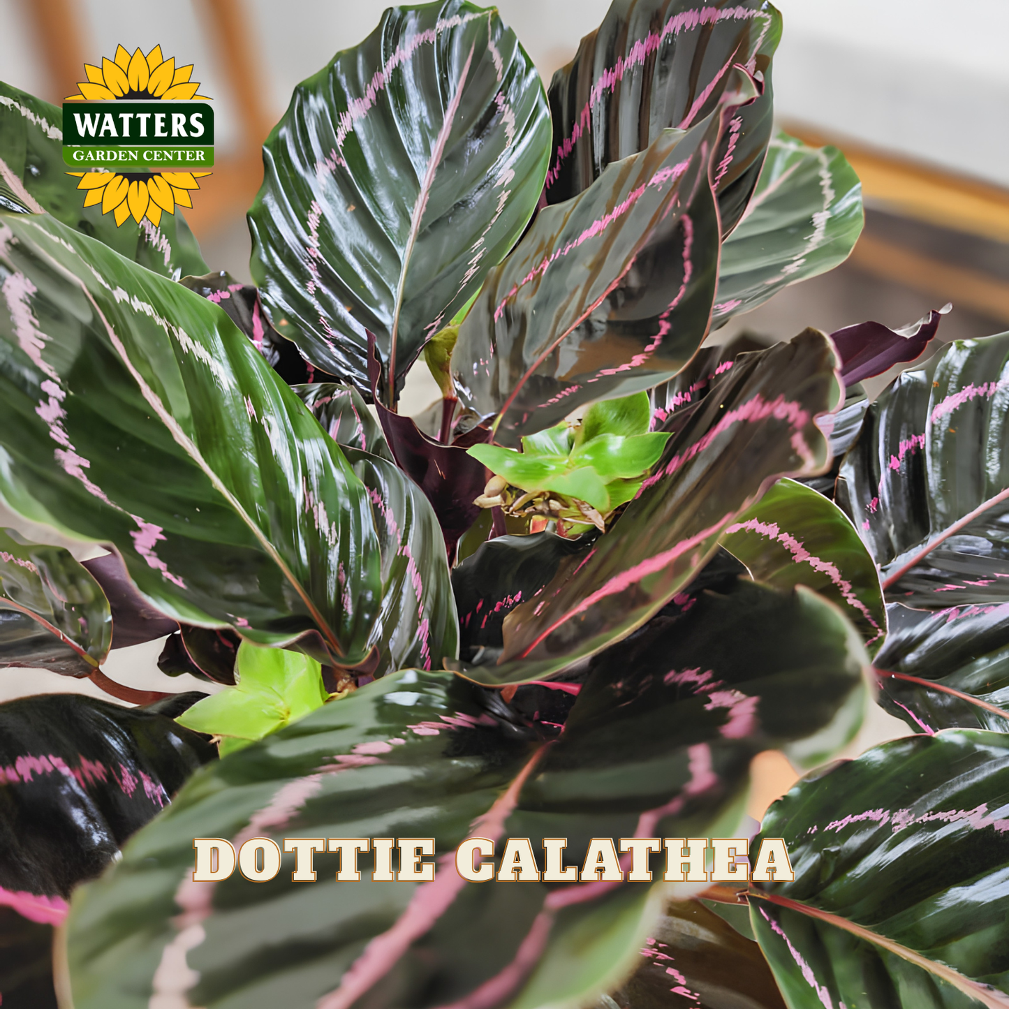 A close-up of a Dottie Calathea plant with glossy dark green leaves featuring prominent pink and white variegated patterns and reddish-purple stems. The Watters Gardens Center logo is visible in the top left, and the text 'DOTTIE CALATHEA' is overlaid at the bottom.