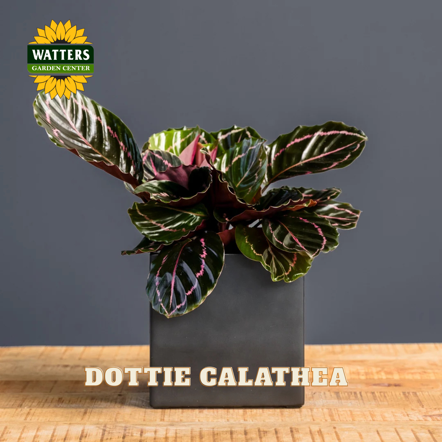 A potted Dottie Calathea plant with dark green, burgundy, and white variegated leaves, presented in a matte black square planter on a wooden surface against a dark gray background. The Watters Gardens Center logo is visible in the top left, and 'DOTTIE CALATHEA' is written at the bottom.