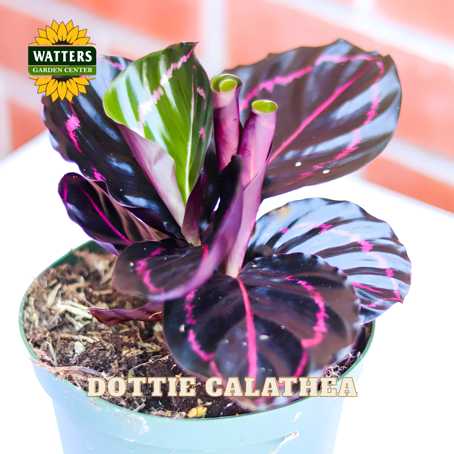 A potted Dottie Calathea plant with striking dark purple, pink, and green variegated leaves, shown in a light blue pot on a white surface with a blurred orange background. The Watters Gardens Center logo is visible in the top left, and 'DOTTIE CALATHEA' text is at the bottom.