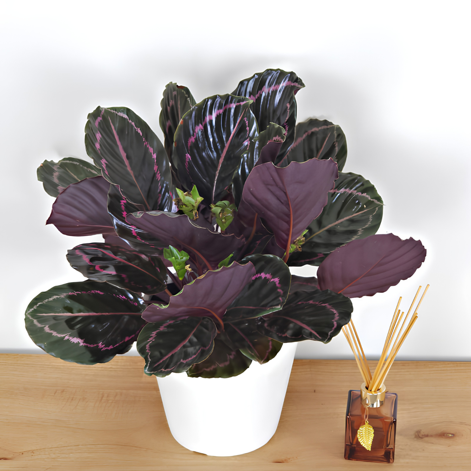 A potted Calathea Ornata plant with dark purple and green leaves featuring pinkish-purple veining, in a white pot, displayed on a light wood surface next to a reed diffuser against a plain white background.