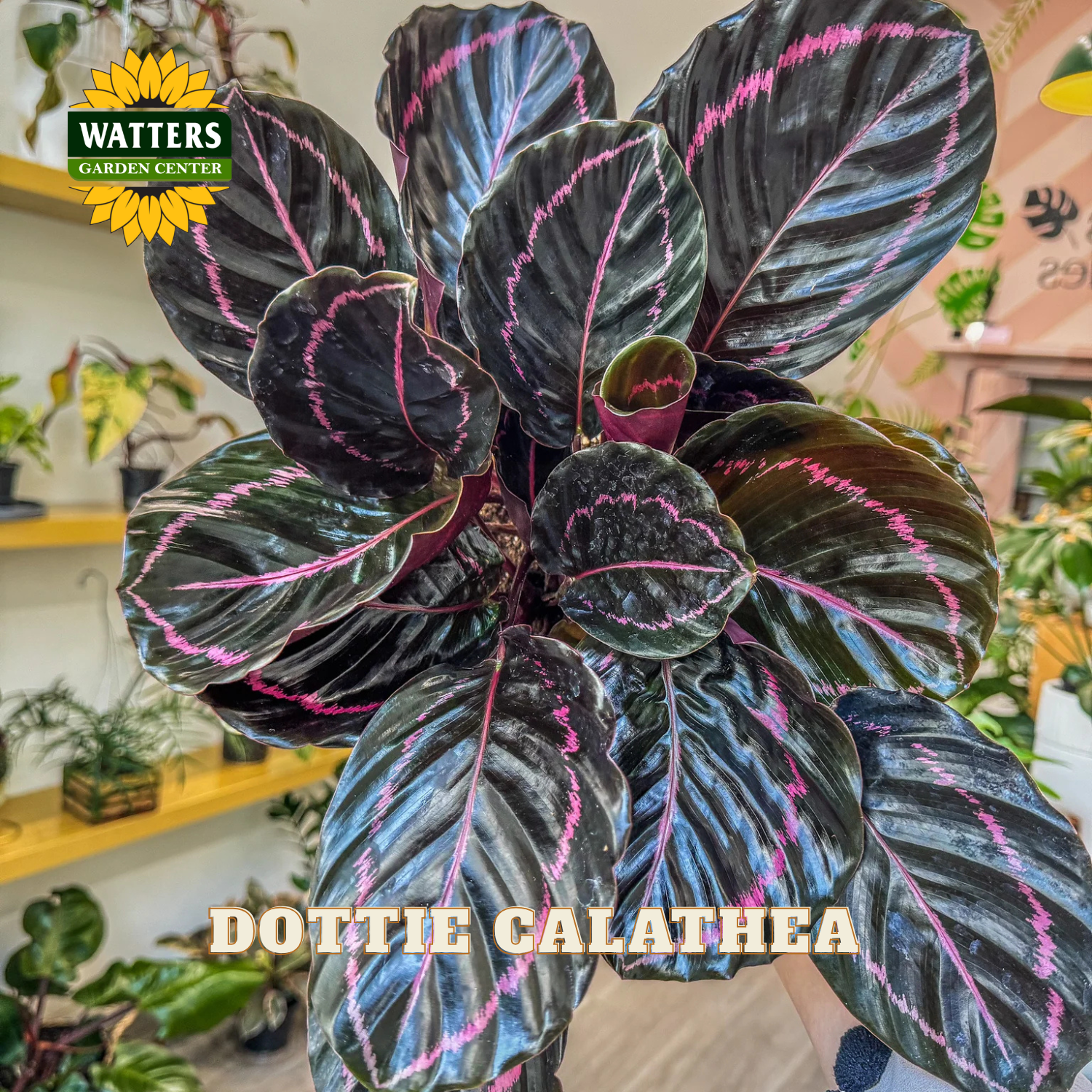 A close-up of a Dottie Calathea plant with dark purple-black leaves featuring bright pink and magenta veining, held in a shop setting with a Watters Gardens Center logo and text overlay.