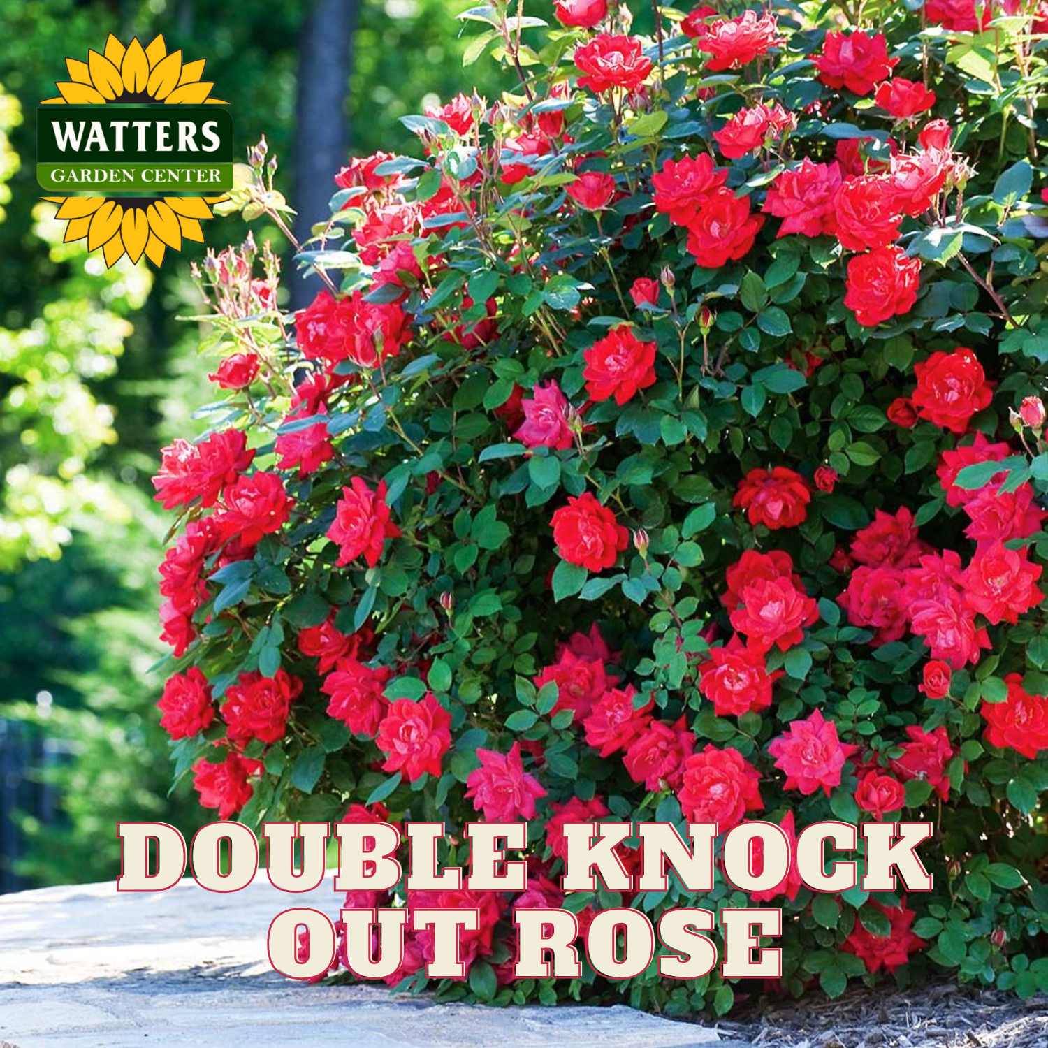 Dbl Knockout Red Roses Double Red Knock Out® Rose (Rosa x Double Red Knock Out®) - 1 gallon ...