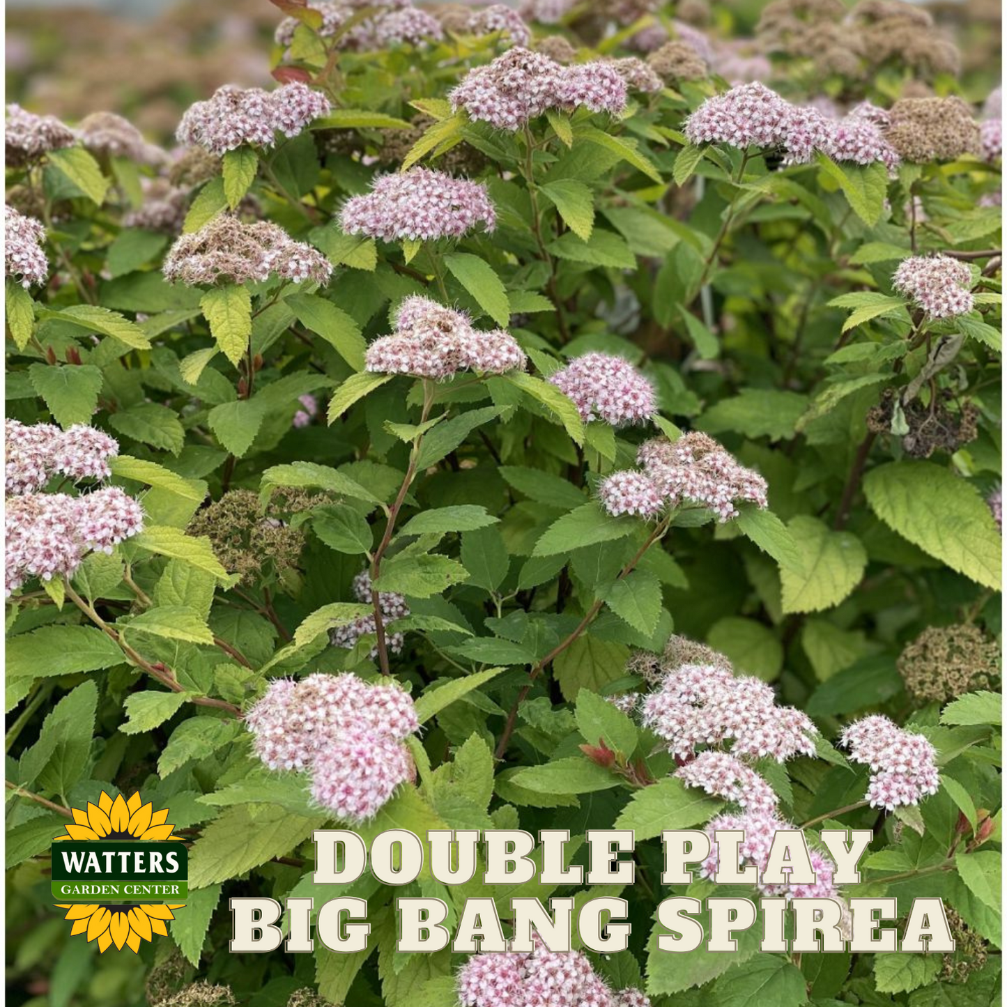 DOUBLE PLAY BIG BANG SPIREA 2gal