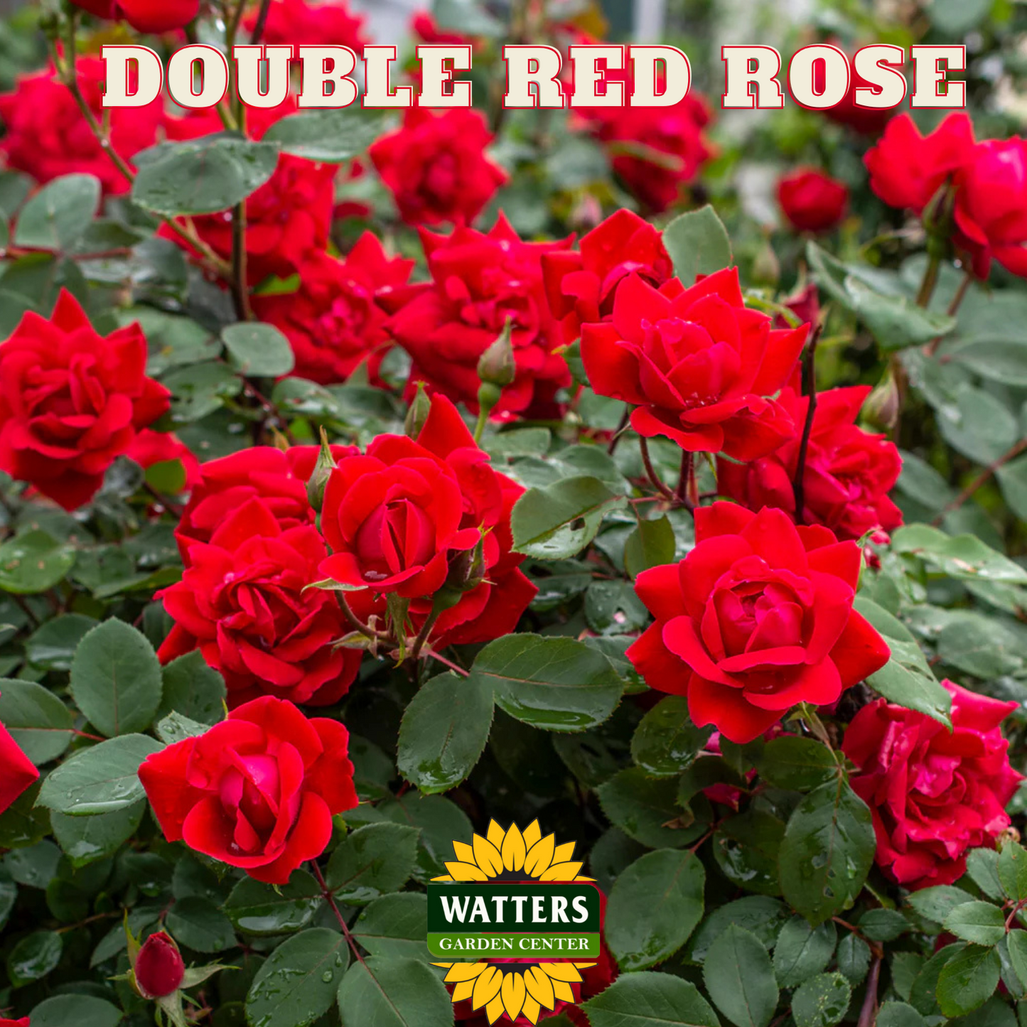 DOUBLE RED ROSE 2gal