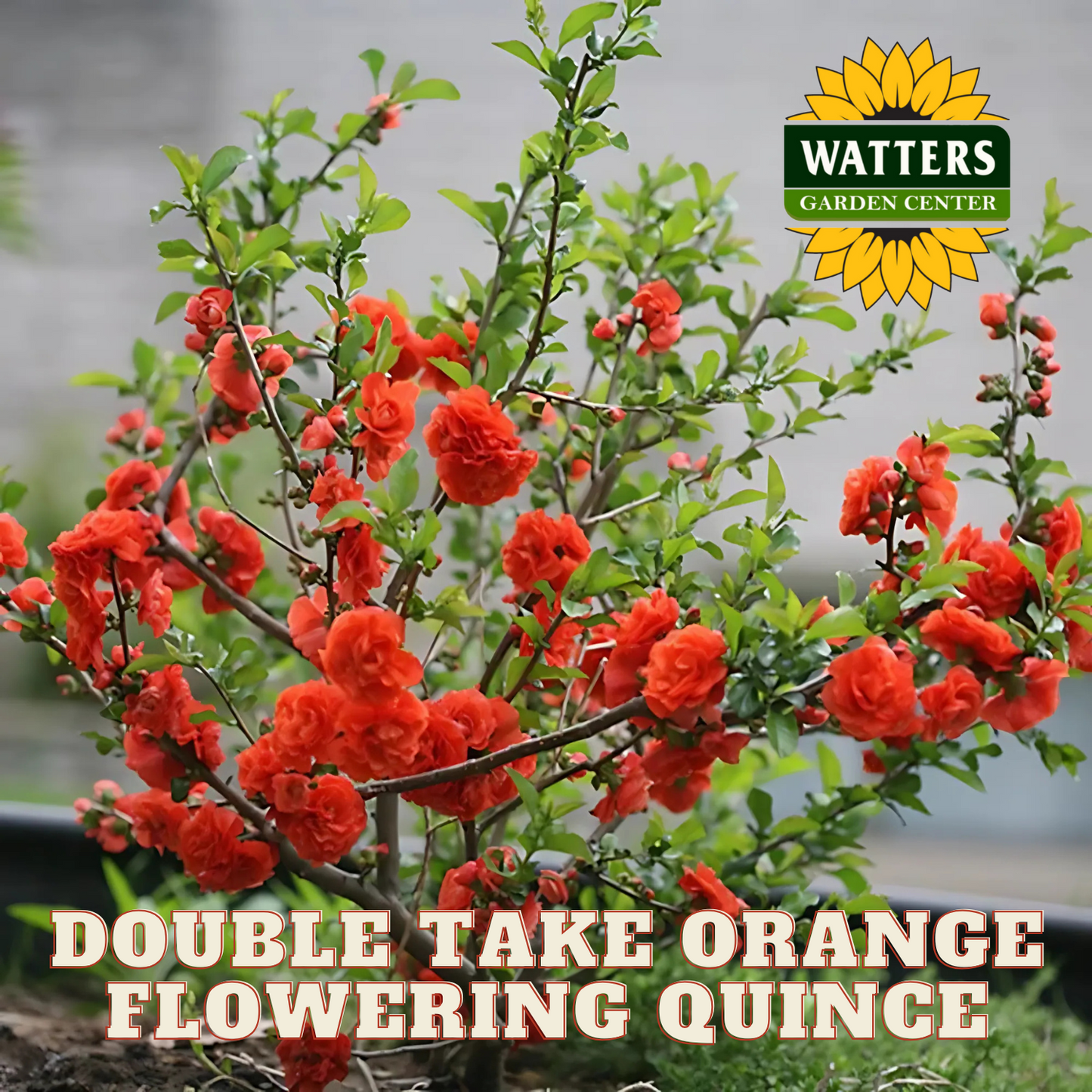 DOUBLE TAKE ORANGE FLOWERING QUINCE 2gal