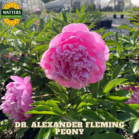 Pink peony flower with Watters Garden Center logo and 'Dr. Alexander Fleming Peony' text.