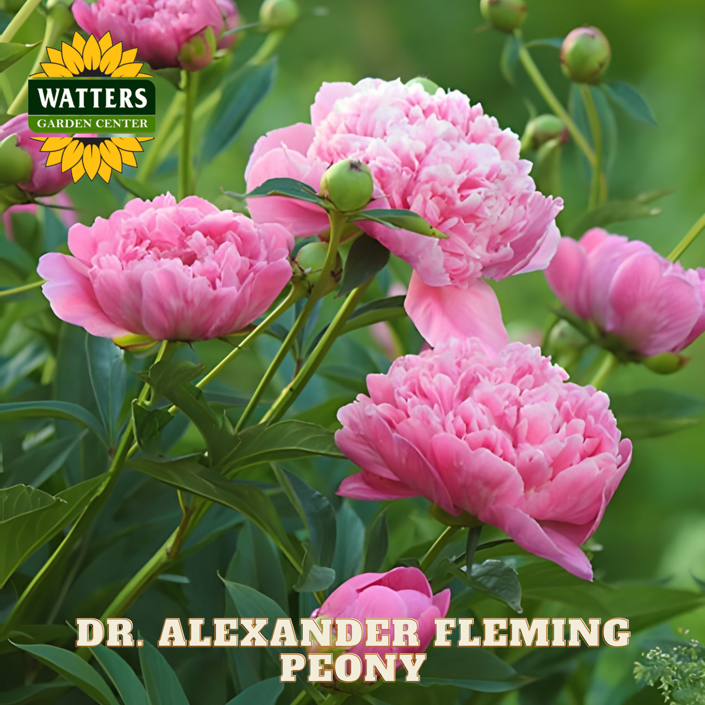 Pink peony flowers with Watters Garden Center logo and 'Dr. Alexander Fleming Peony' text.