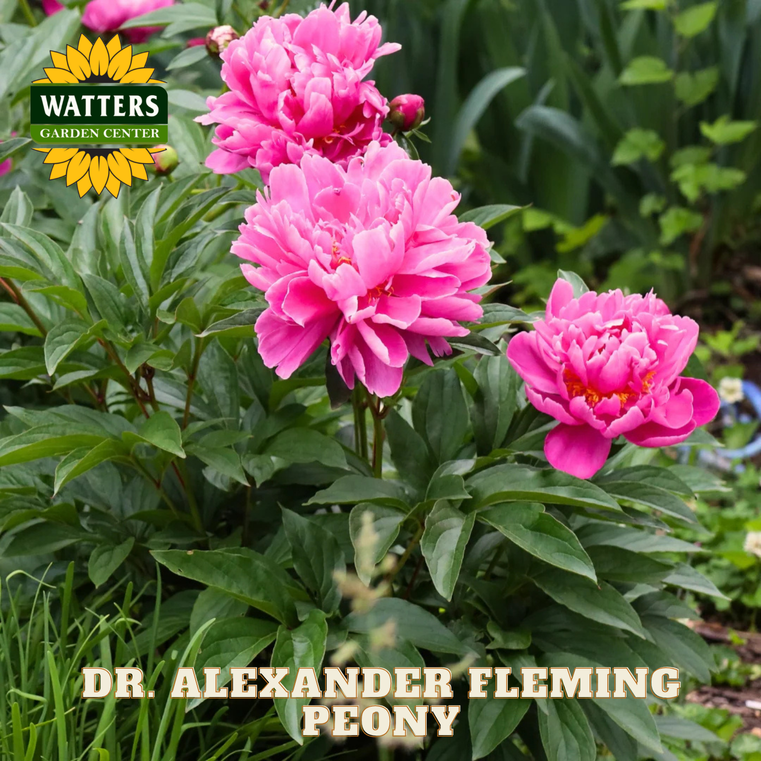 Pink peony flowers with Watters Garden Center logo and 'Dr. Alexander Fleming Peony' text.