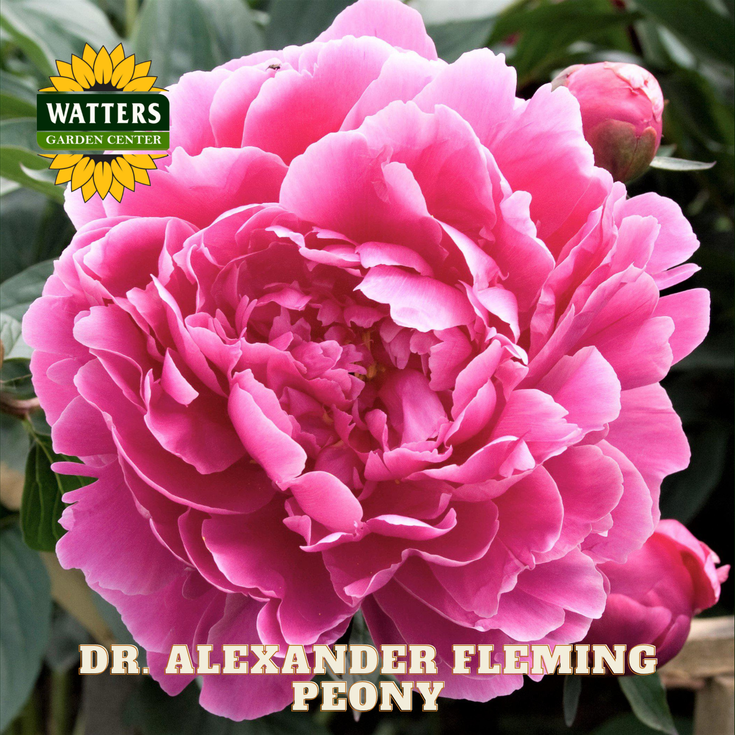 Pink peony flower with 'Watters Garden Center' logo and 'Dr. Alexander Fleming Peony' text.