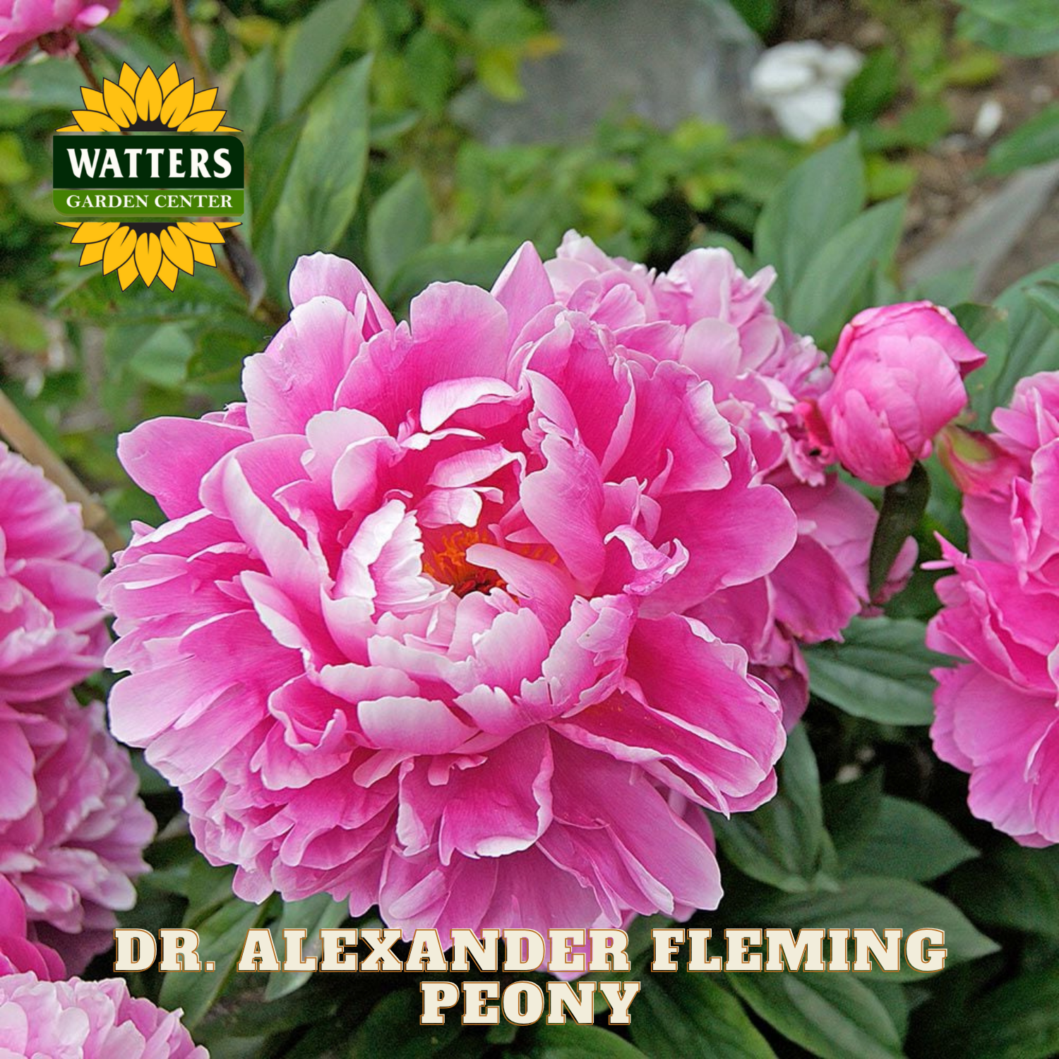 Pink peony flower with Watters Garden Center logo and 'Dr. Alexander Fleming Peony' text.