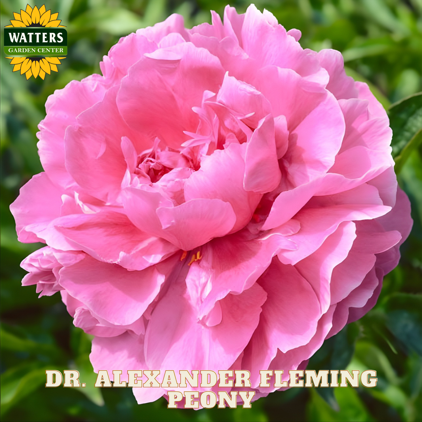 Pink peony flower with Watters Garden Center logo and 'Dr. Alexander Fleming Peony' text.