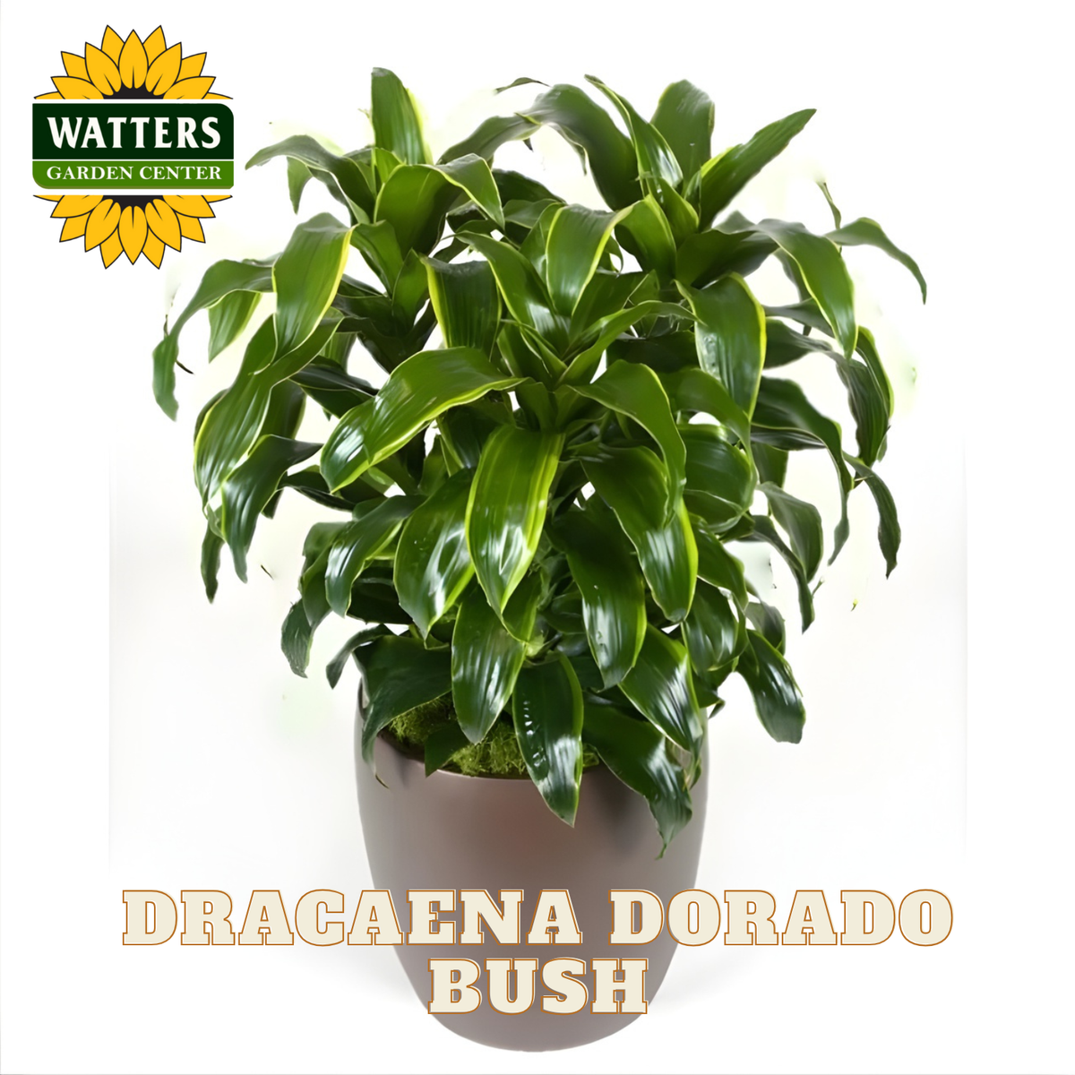 Potted Dracaena Dorado bush with Watters Garden Center logo on a white background