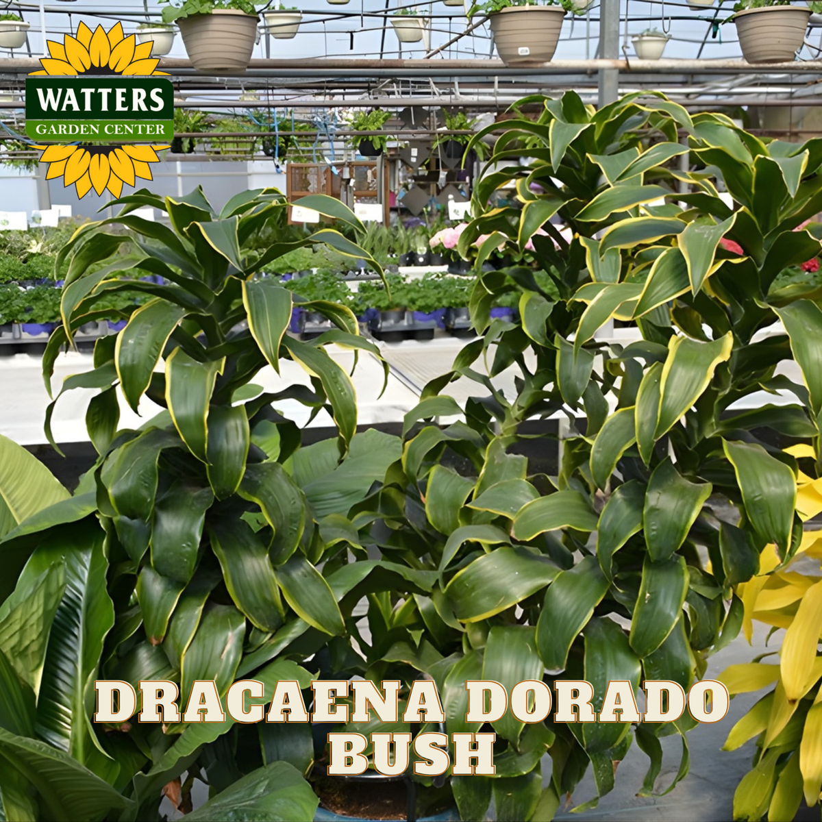 Dracaena Dorado bush in a greenhouse with Watters Garden Center branding.