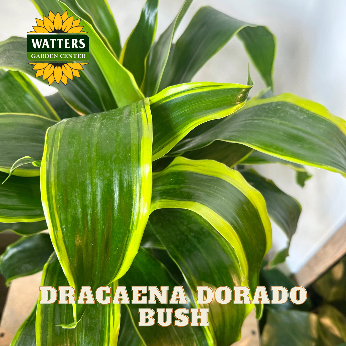 Dracaena Dorado bush with Watters Garden Center logo