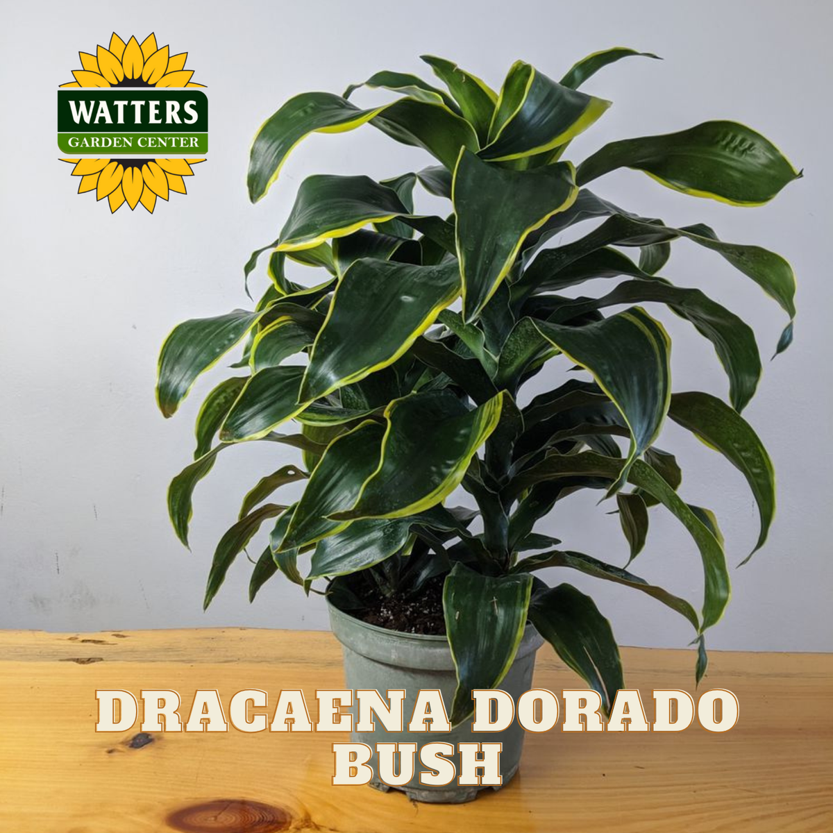 Potted Dracaena Dorado bush on a wooden surface with Watters Garden Center logo.