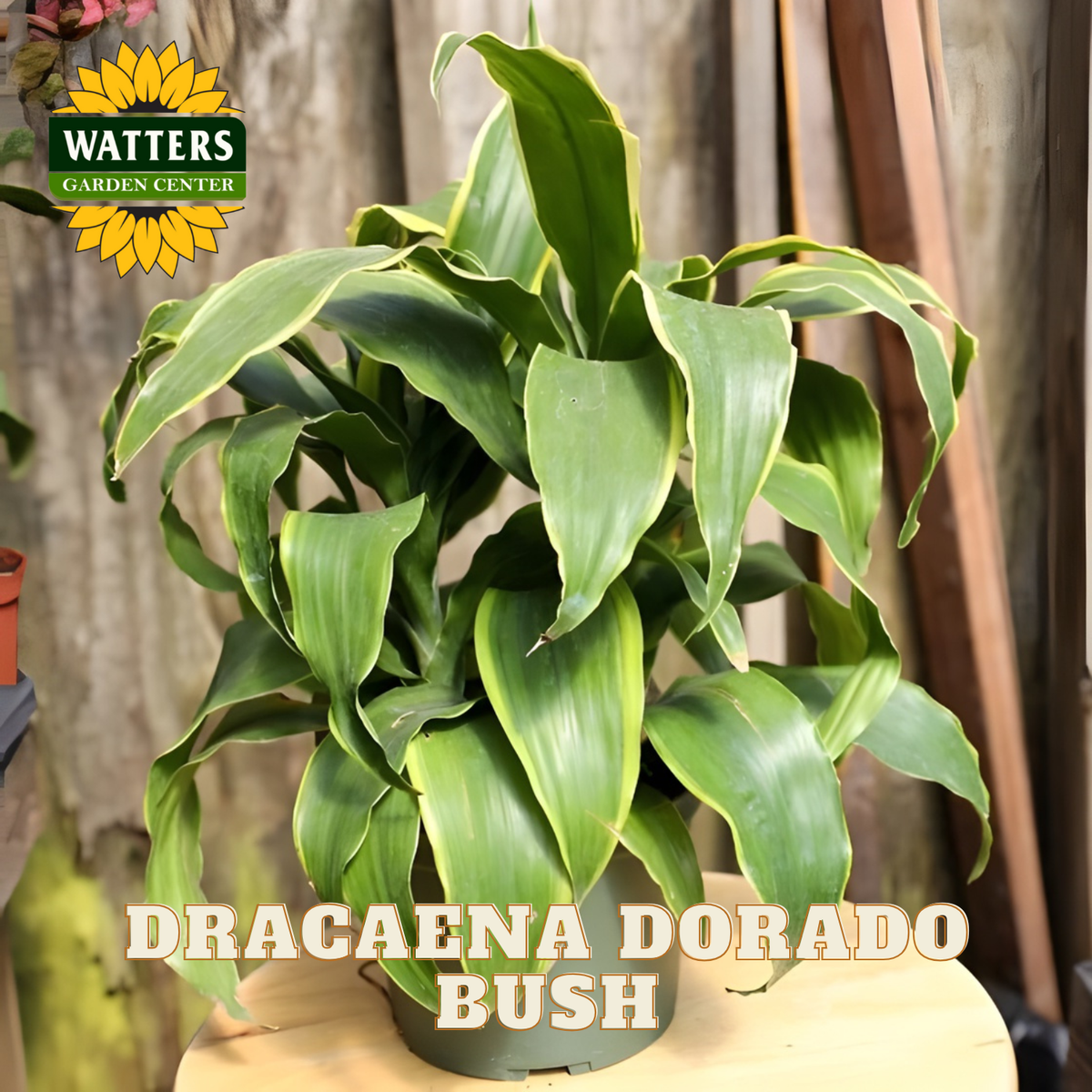 Dracaena Dorado bush plant with Watters Garden Center logo in the corner.